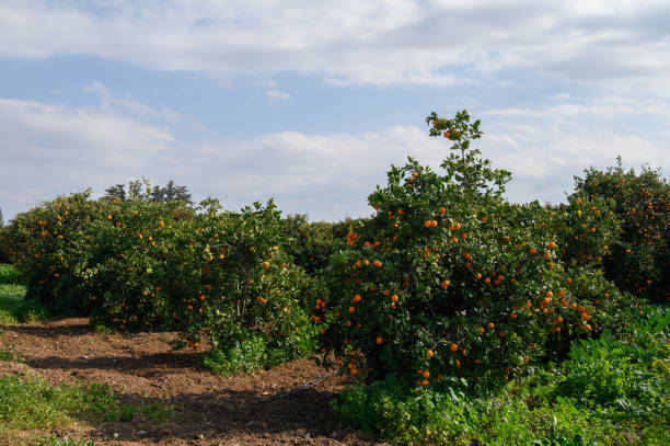 istock Bright orange trees laden with fruit under a beautiful sky in a lush orchard landscape 2197661745