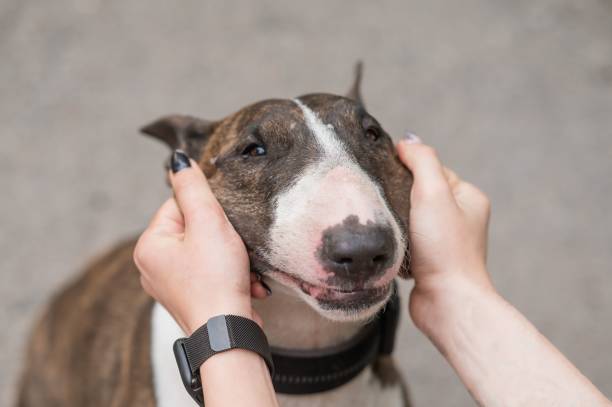 istock The owner squeezes the muzzle of a bull terrier outdoors. 2197663751