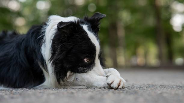 istock Border collie dog doing exercise shame outdoors. 2197663961