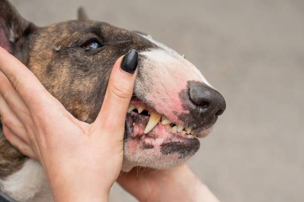 istock The owner holds the muzzle of a bull terrier showing teeth on a walk. 2197663994