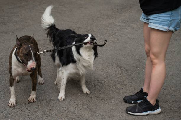 istock Border collie giving a leash with a bull terrier to the owner. 2197664491