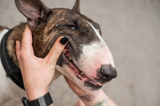 istock The owner squeezes the muzzle of a bull terrier outdoors. 2197664603