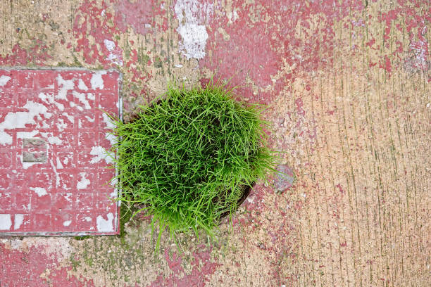 istock Round Patch of Fresh Greenery on Worn Pavement with Copy Space 2197664870