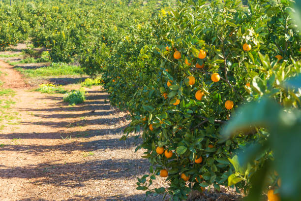istock Rows of lush orange trees growing in a sunlit orchard on a gentle hillside. 2197666609