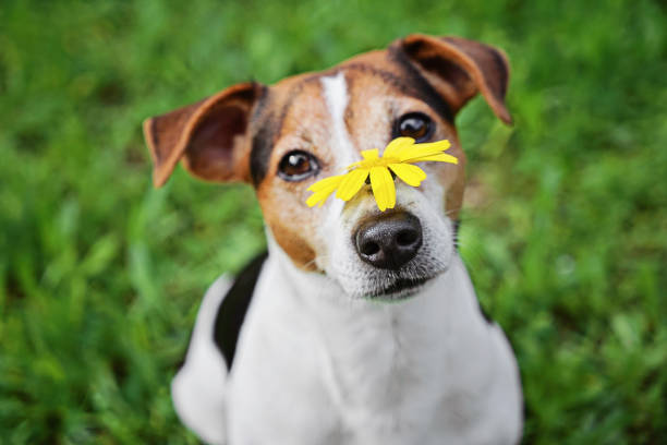 Dog with yellow daisy on nose, facing allergy triggers from pollen, allergy causing playful sneezes Dog with yellow daisy on his nose, facing allergy triggers from pollen, allergy causing playful sneezes. Allergy prompting pet owners to consider safer relief methods daily nose flower stock pictures, royalty-free photos & images