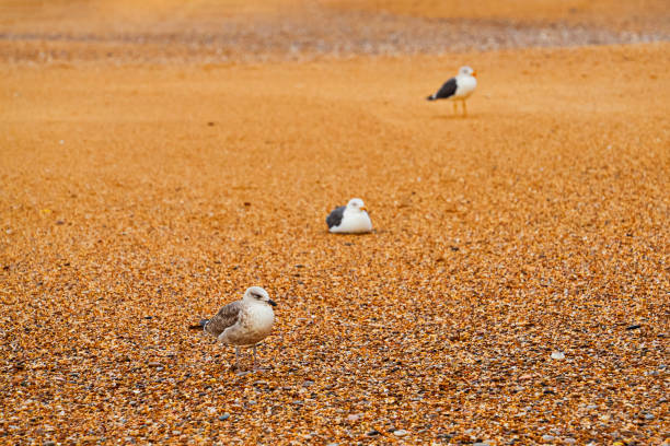 Close up of a Seagull Bird standing on groyne