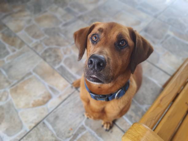 istock Portrait of a mixed breed dog 2197667745