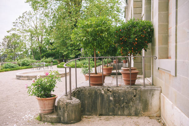 Summer background mediterranian facade with potted lemon and orange mini trees
