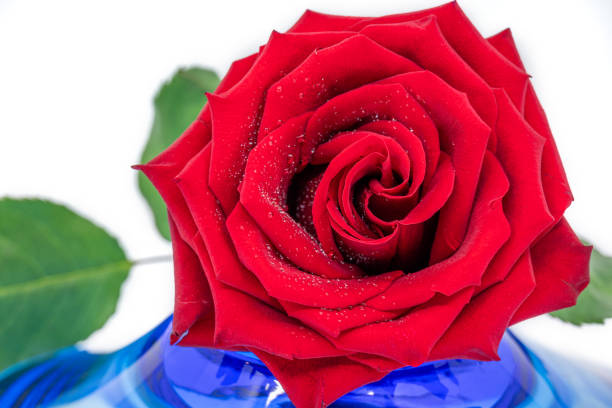 A vibrant red rose placed on a blue glass plate, with delicate water droplets enhancing its natural beauty. The contrasting colors create a striking and elegant composition.