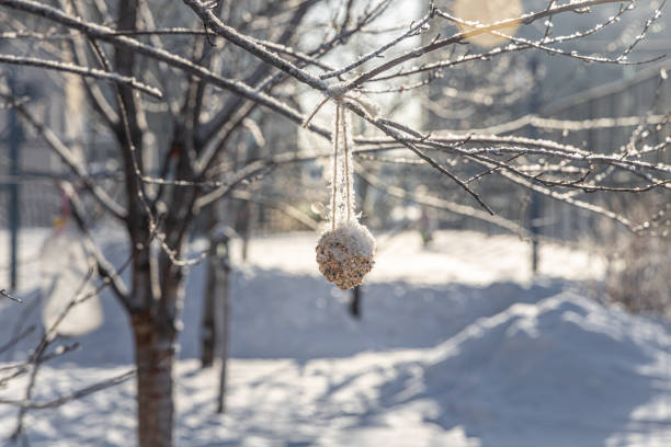 This is a photograph of an empty bird feeder hanging from a bare tree covered with snow on a winter day in Brooklyn, New York.