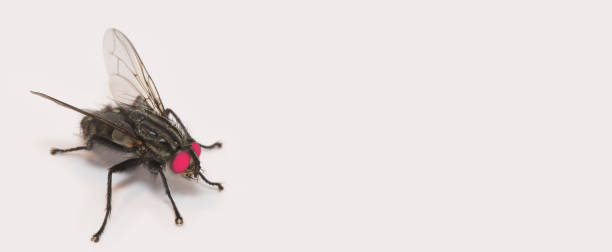 A close-up macro photograph showcasing a fly with vibrant pink edited eyes. The insect is shown in fine detail with a plain white background, enhancing the surreal and creative element to the image.
