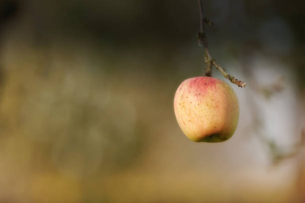 A close-up view of a lone apple hanging on a tree, displaying red and yellow colors. The background is blurred, creating a serene atmosphere and emphasizing the beauty of nature's simplicity.