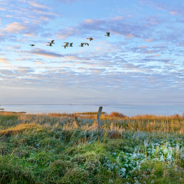 istock Idyllic Coastal Landscape with Flying Birds Over a Vibrant Marsh at Sunrise 2197670680