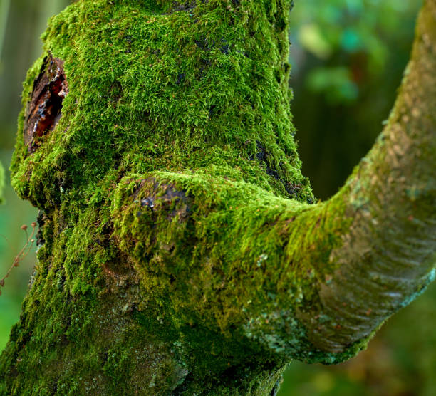 A detailed macro view of a tree trunk overgrown with vibrant green moss, highlighting its natural texture and organic shapes. Captures the serene essence of a lush woodland environment.
