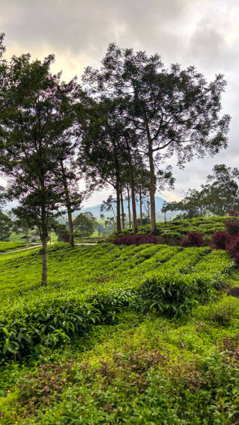 istock Beautiful pattern of bright, green tea garden on the hill 2197671939