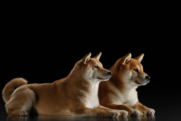 istock Shiba Inu pair relaxing in studio 2197674014