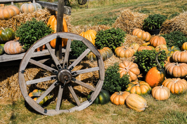 istock Colorful pumpkins displayed near a rustic wagon in a harvest setting during autumn 2197674483