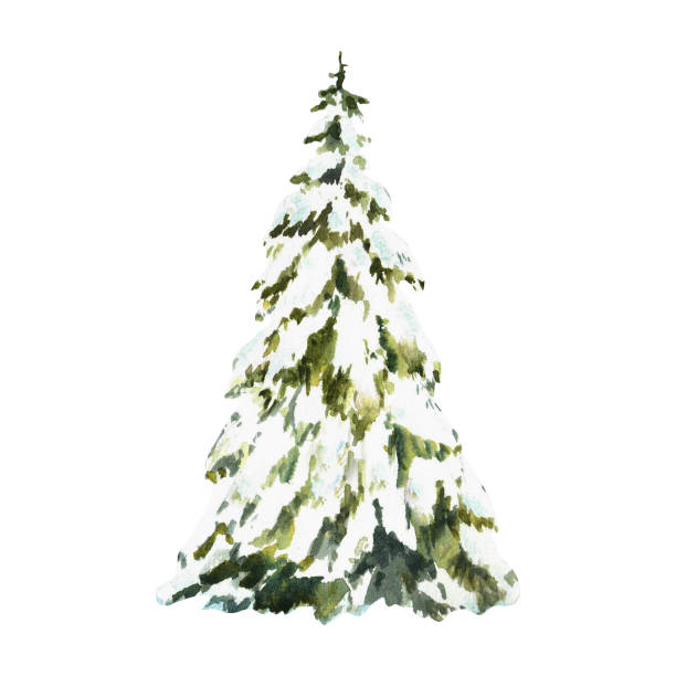 istock Spruce tree snow covered. Snowy winter Christmas fir. Hand painted isolated watercolor illustration 2197674763