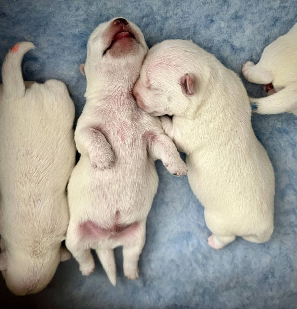 istock Newborn west highland white terrier puppies sleeping and cuddling 2197677391