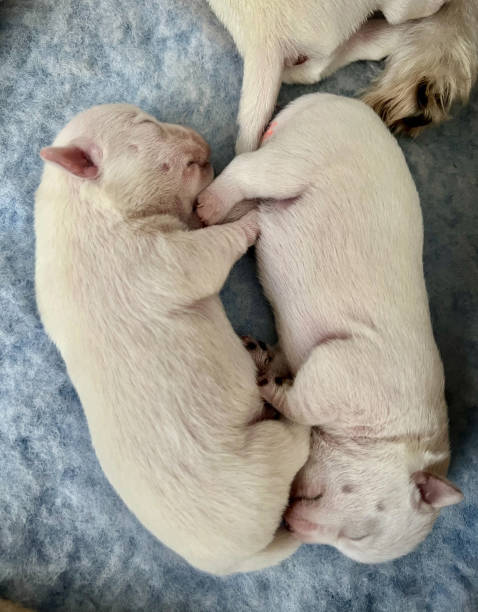 istock Two newborn west highland white terrier puppies sleeping 2197677392