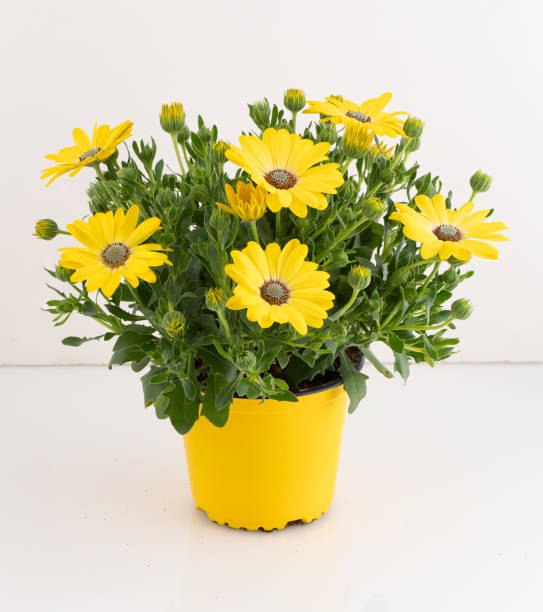 istock Flowers blooming in pots isolated nature background with clipping path 2197677742
