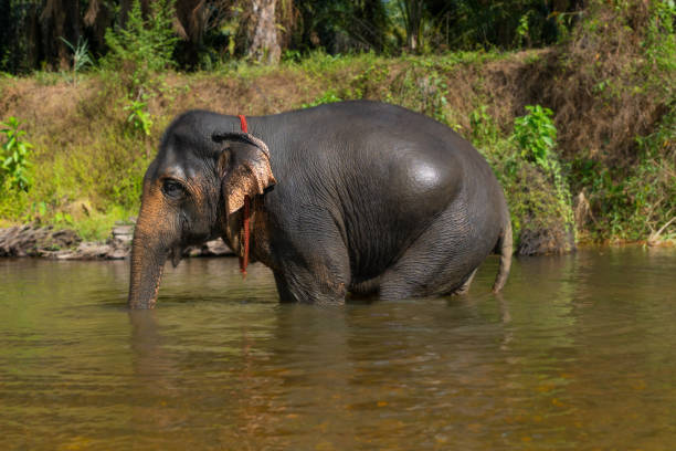 istock A large elephant standing in a river in Bali, having a bath and cleaning itself. 2197685923