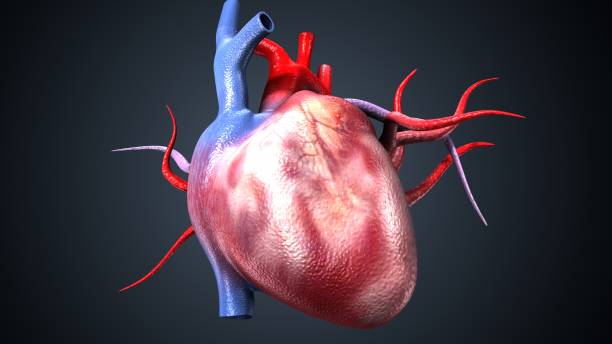 istock male human heart anatomy. 3d illustration 2197686580