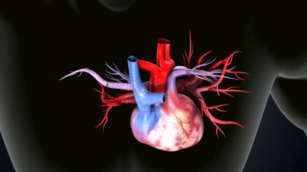 istock male human heart anatomy. 3d illustration 2197686611