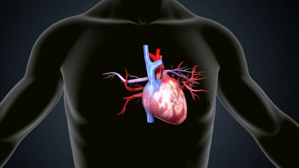 istock male human heart anatomy. 3d illustration 2197686614