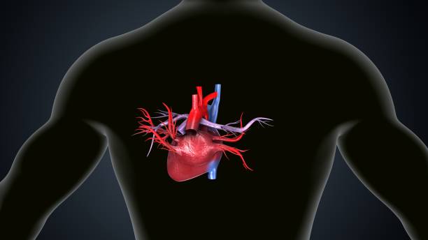 istock male human heart anatomy. 3d illustration 2197686659