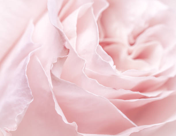 istock Pink pale rose flower petals, soft focus. Macro flowers backdrop 2197687053