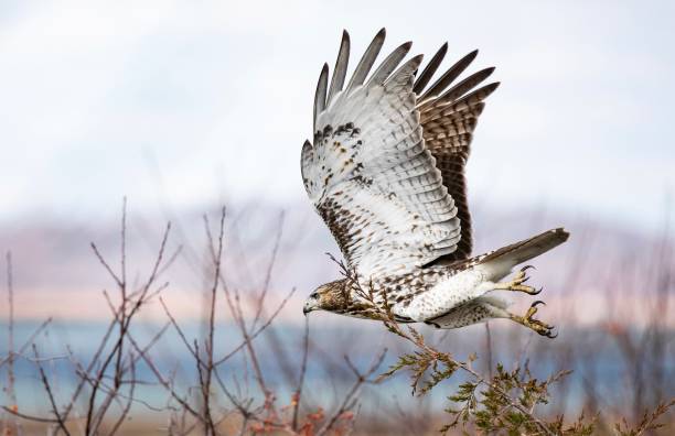 istock Birds Of Prey Hunting Ground 2197687356