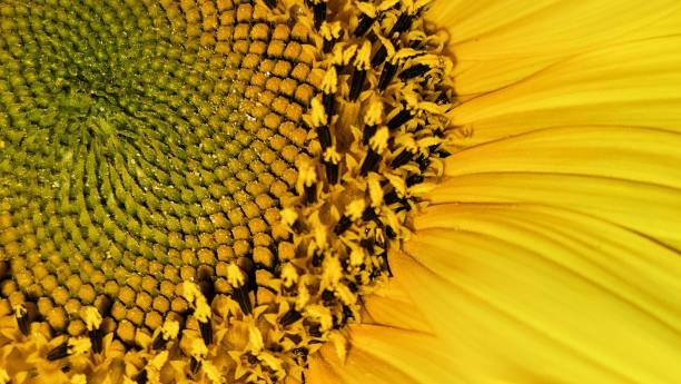 istock Definition of a sunflower 2197687843