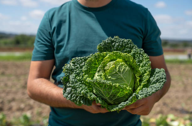 A gardener holds a head of fresh Savoy cabbage on his farm