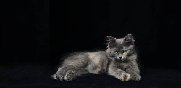 istock Young gray kitten with beautiful eyes black background. 2197690035