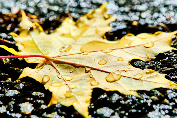 Yellowed maple leaf lying wet asphalt in raindrops