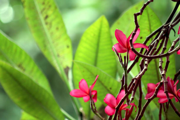 Beautiful pink Krachiao flowers in forest national park