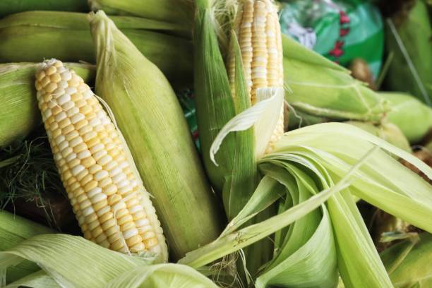 istock Close up of fresh sweetcorn 2197691549