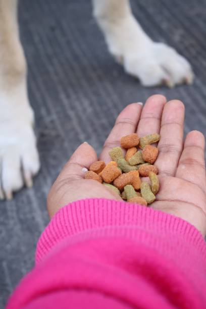 istock Labrador dog eating dried food 2197691643