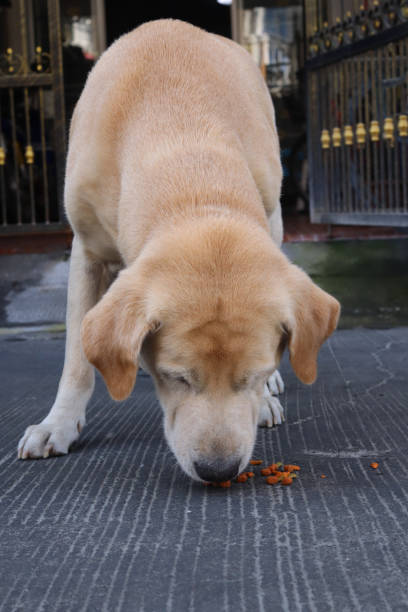 Labrador dog eating dried food
