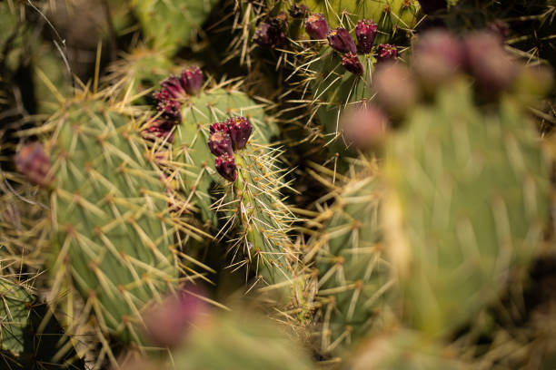 Raw cactus fruit in wild nature.\nHvar Island - Croatia.