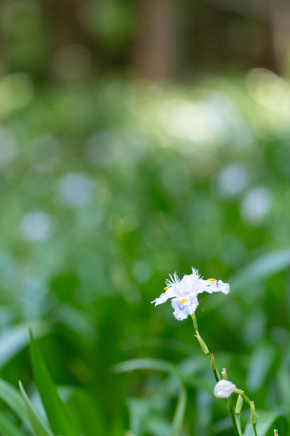 Dietes bicolor, the African iris, fortnight lily or yellow wild iris,[1] is a clump-forming rhizomatous perennial plant with long sword-like evergreen pale green leaves,