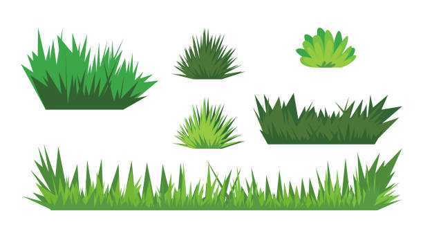 ilustrații de stoc cu design vectorial de iarbă verde. set de elemente de design ale naturii. set plat colorat, izolat pe fond alb. - necultivat