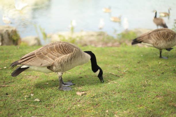 A graceful goose gliding serenely  a tranquil lake, its smooth feathers gleaming under the soft glow of the setting sun.  The goose's elegant posture and calm dem