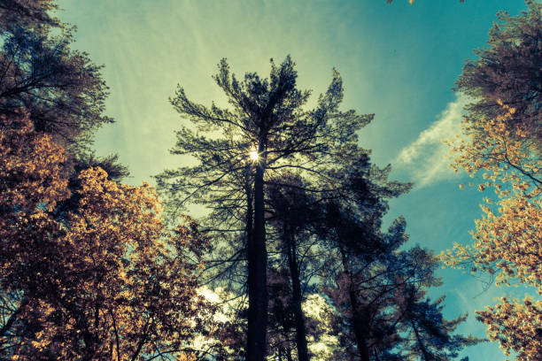 A bright sun shining through the trees. The sun is the main focus of the image, and it creates a warm and inviting atmosphere. The trees are tall and green