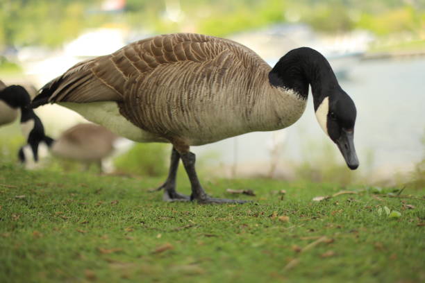 istock A graceful goose gliding serenely a tranquil lake, its smooth feathers gleaming under the soft glow of the setting sun. 2197694656