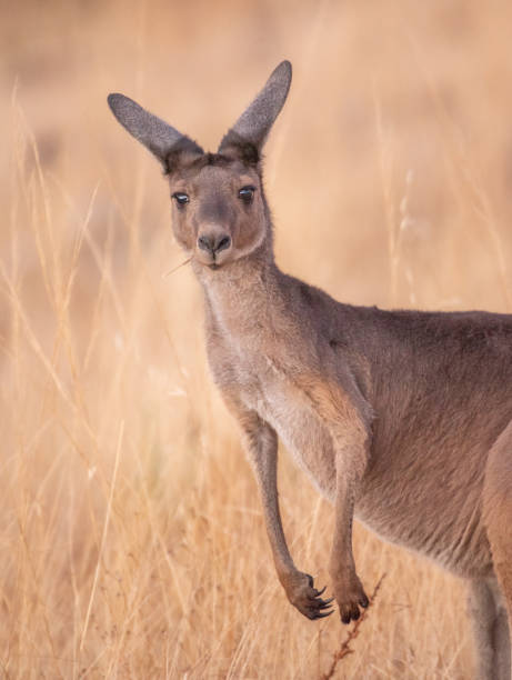 istock close up of kangaroo looking at camera in field 2197694962