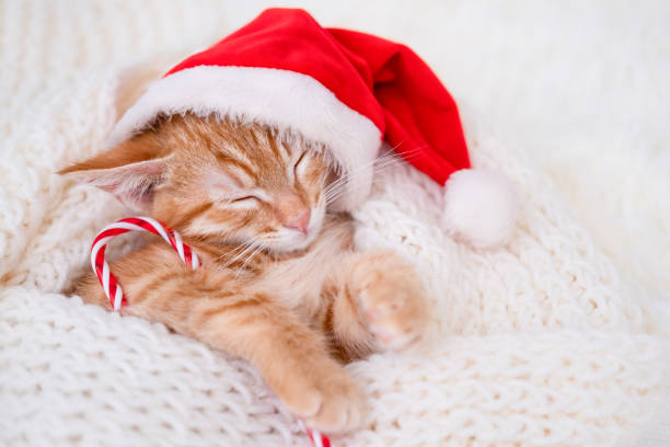 istock Sleeping cute red kitten on Christmas background 2197695077
