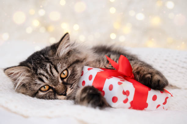 istock Cute brown kitten lying with a gift on the background of bokeh 2197695083