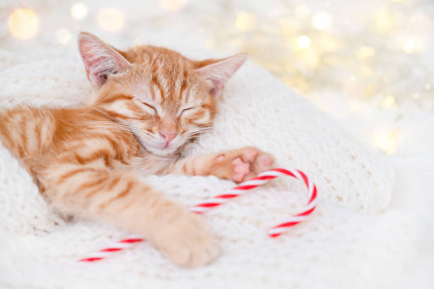 istock Sleeping cute red kitten on Christmas background 2197695088